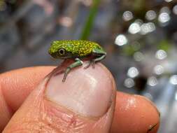 Leptopelis flavomaculatus (Günther 1864) resmi