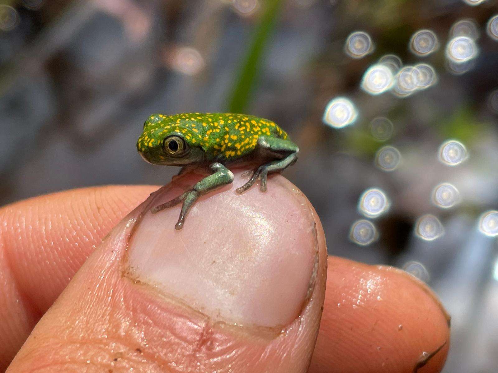 Leptopelis flavomaculatus (Günther 1864) resmi