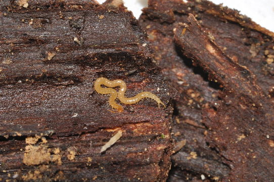 Image of <i>Schendyla nemorensis</i> C. L. Koch (1837)