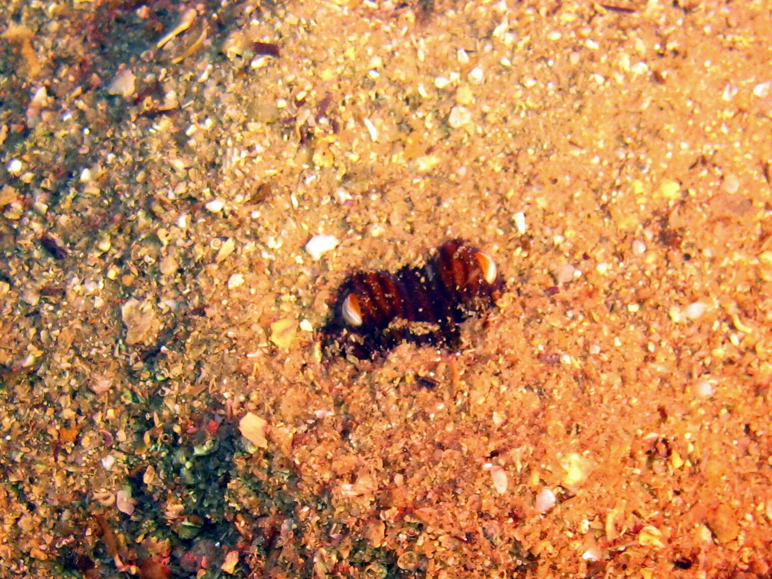 Image of Striped Pyjama Squid