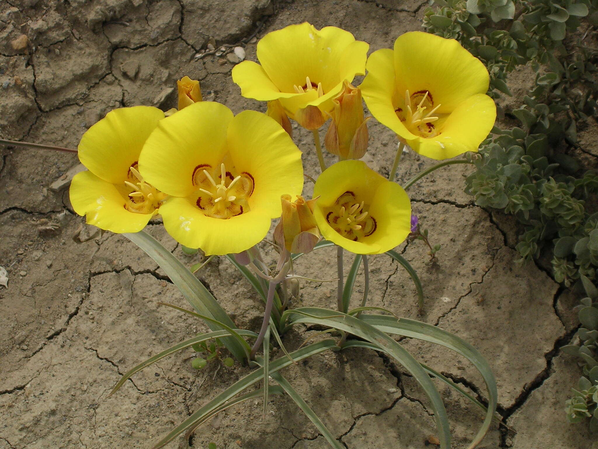 Calochortus aureus S. Watson resmi