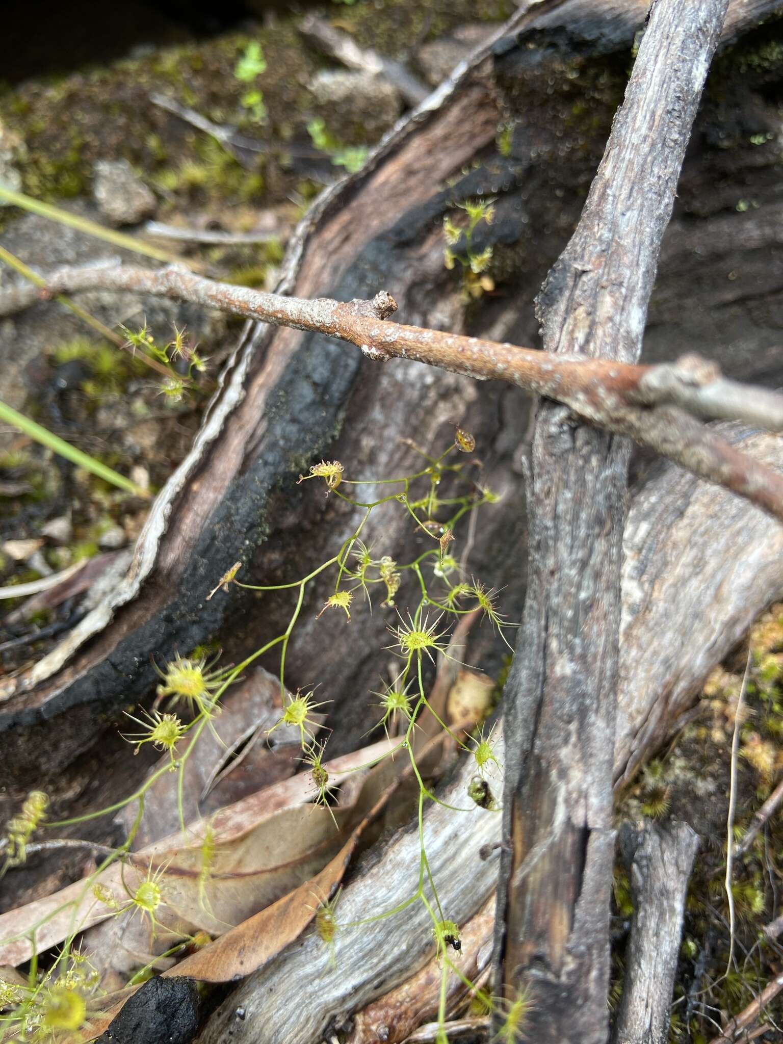 Image of Drosera modesta Diels