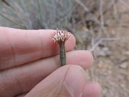 Image of slender poreleaf