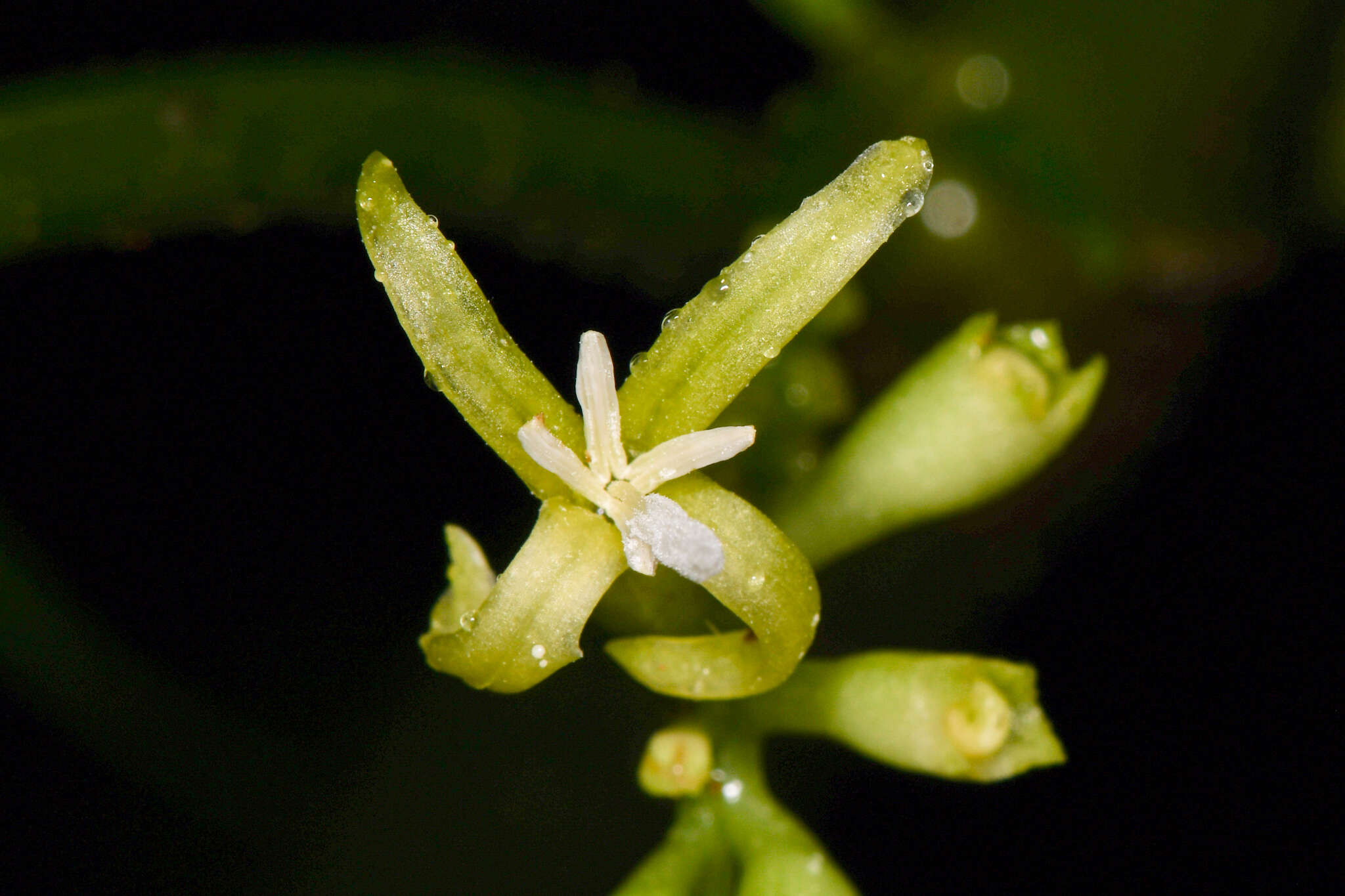 Image of Hoffmannia viridis Rusby