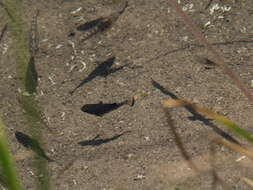 Image of San Ignacio pupfish