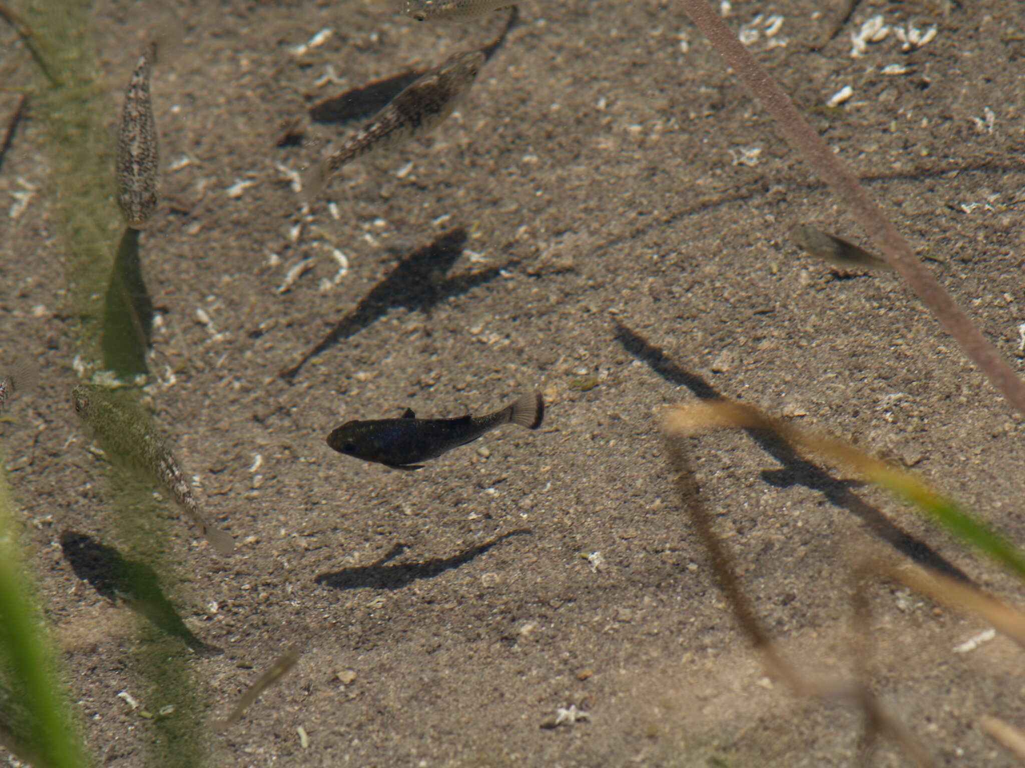 Image of San Ignacio pupfish