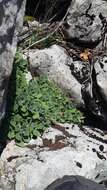 Image of Gray rockcress