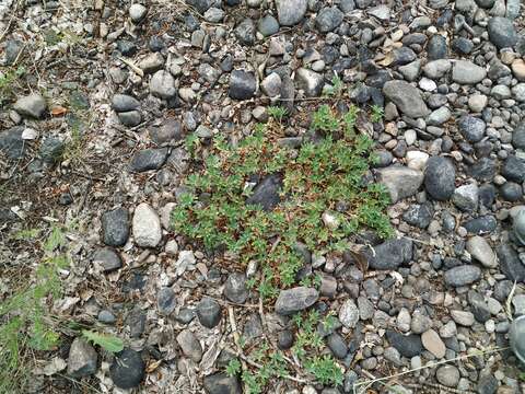 Image de Trifolium eximium DC.