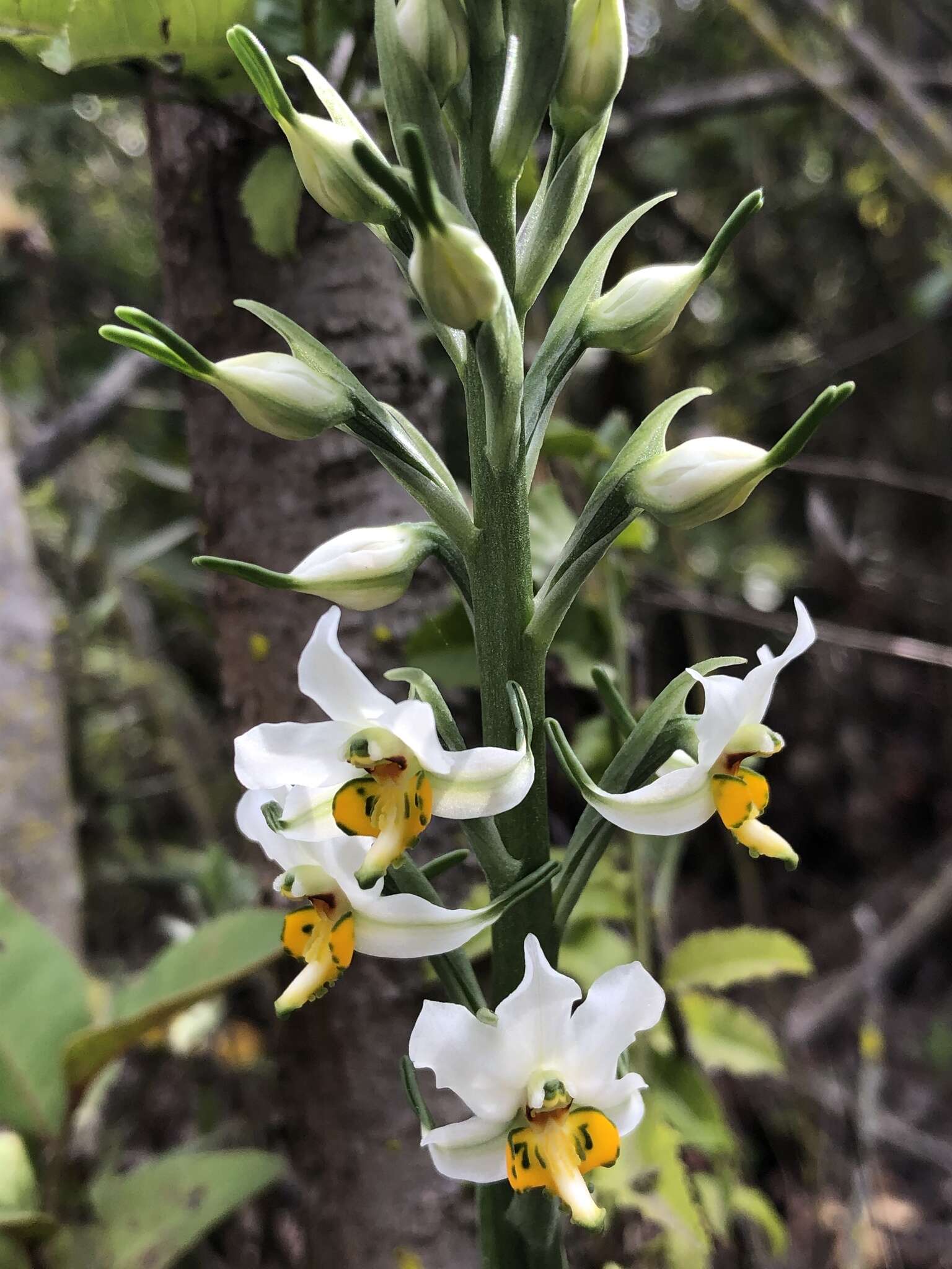 Plancia ëd Gavilea longibracteata (Lindl.) Sparre ex L. E. Navas