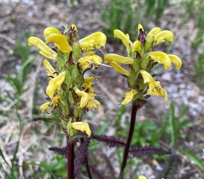 Image of Mt. Rainier lousewort