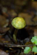 Image of Cortinarius aerugineoconicus E. Horak 1990