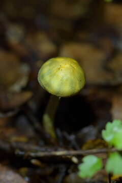 Image of Cortinarius aerugineoconicus E. Horak 1990