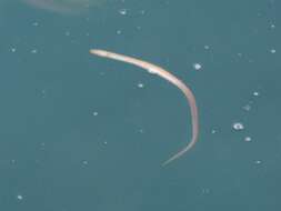 Image of Rufus Snake Eel