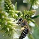 Image of Colletes marginatus Smith 1846