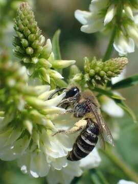 Image de Colletes marginatus Smith 1846