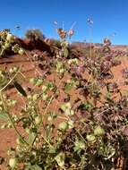 Image of desert twinbugs