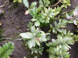 Image of black saltwort