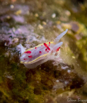 Image of Diaphorodoris papillata Portmann & Sandmeier 1960