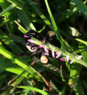 Image of Common Eastern Bumblebee