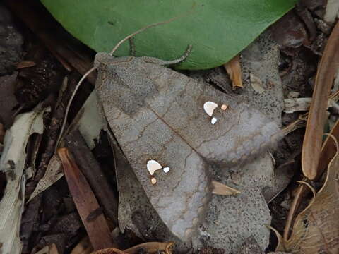 Image of Eupsilia tripunctata Butler 1878