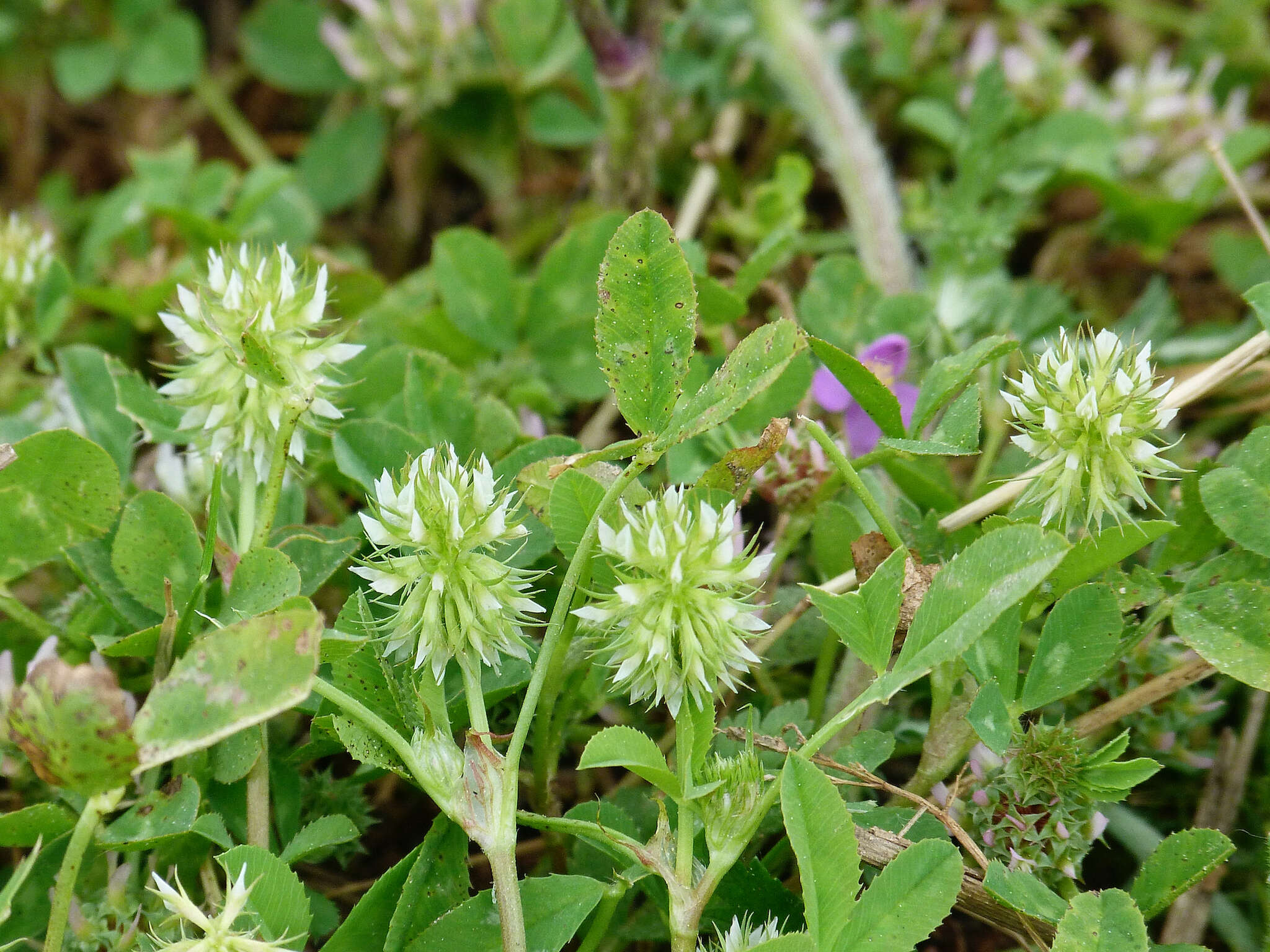 Image of teasel clover