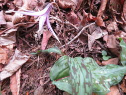 Image of Erythronium japonicum Decne.