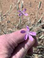 Image of Pecos River skeletonplant