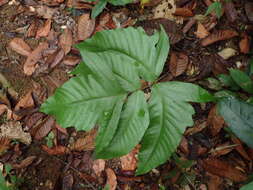 Image of Three-Leaf Halberd Fern