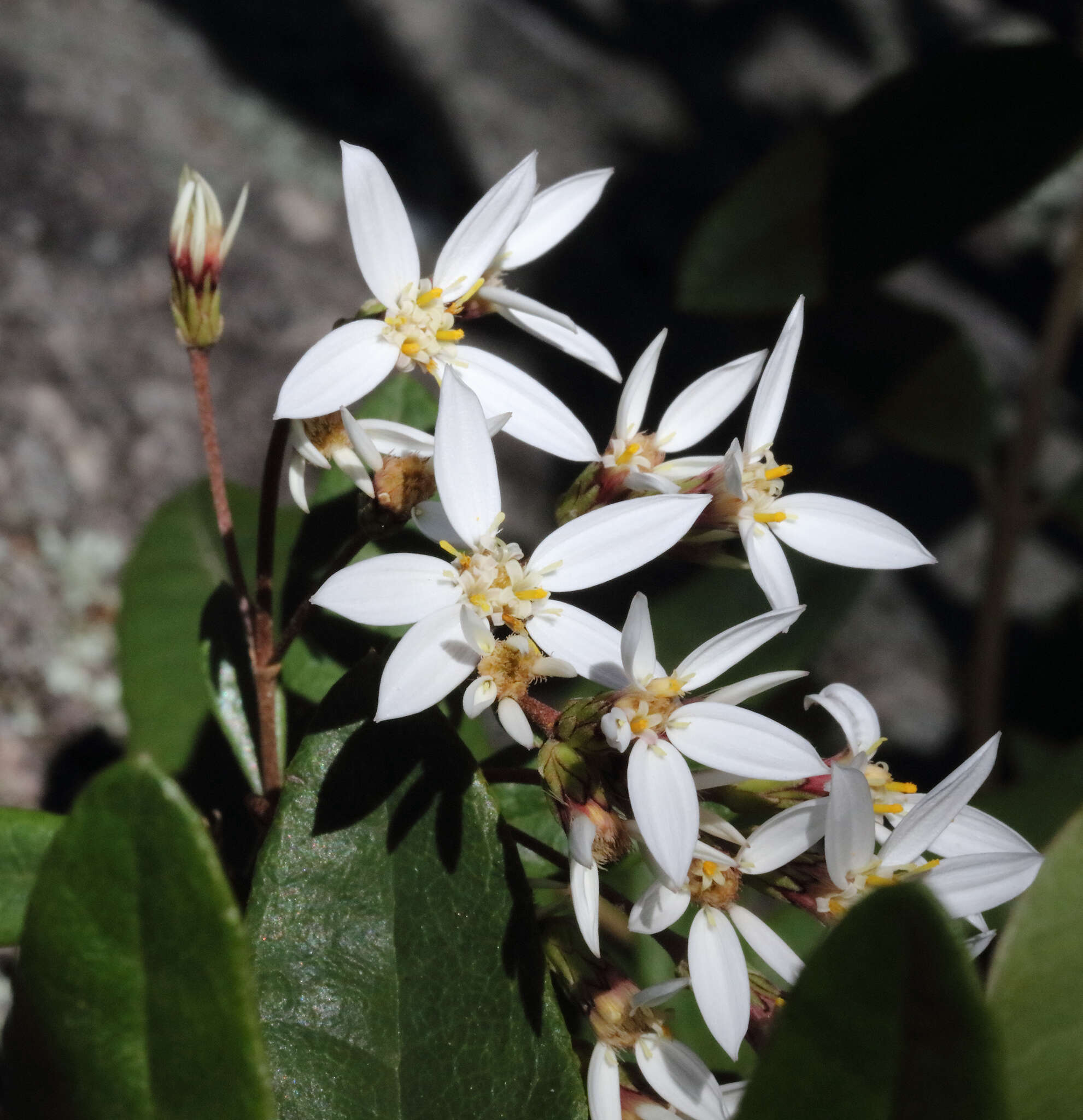 Image of Olearia oppositifolia (F. Müll.) N. S. Lander