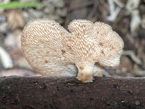 Image de Echinochaete maximipora Sotome & T. Hatt. 2009