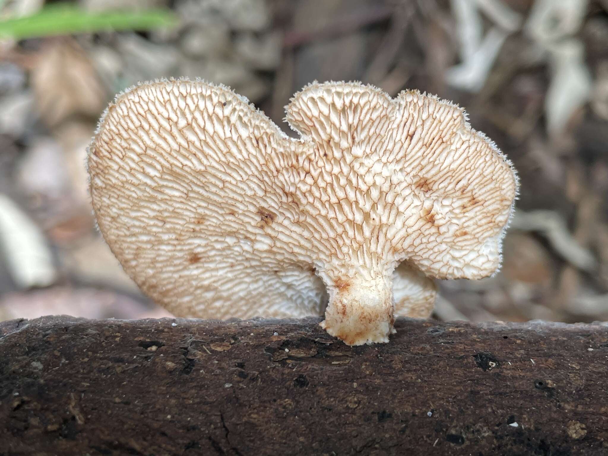 Image of Echinochaete maximipora Sotome & T. Hatt. 2009