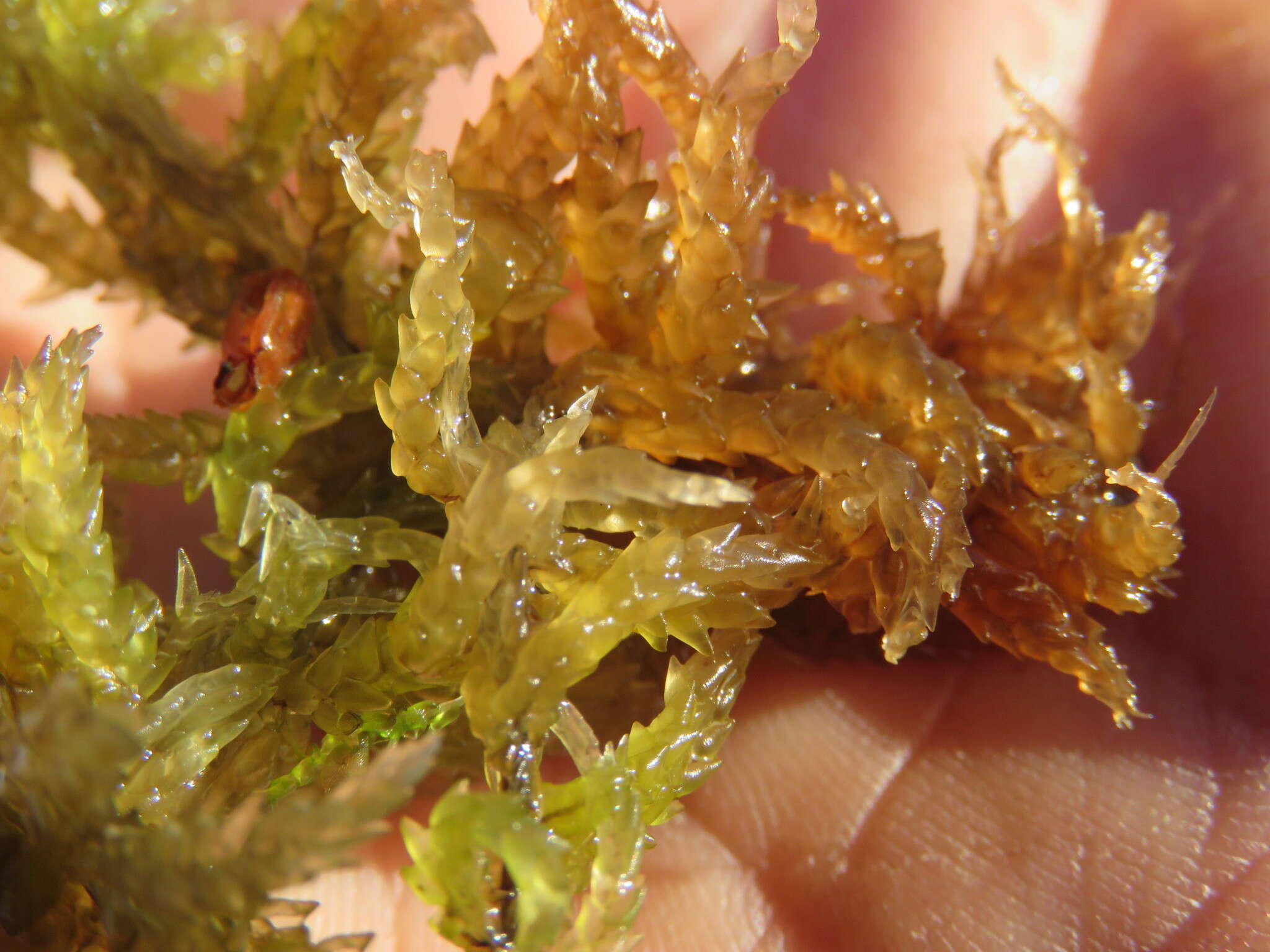 Image of papillose sphagnum