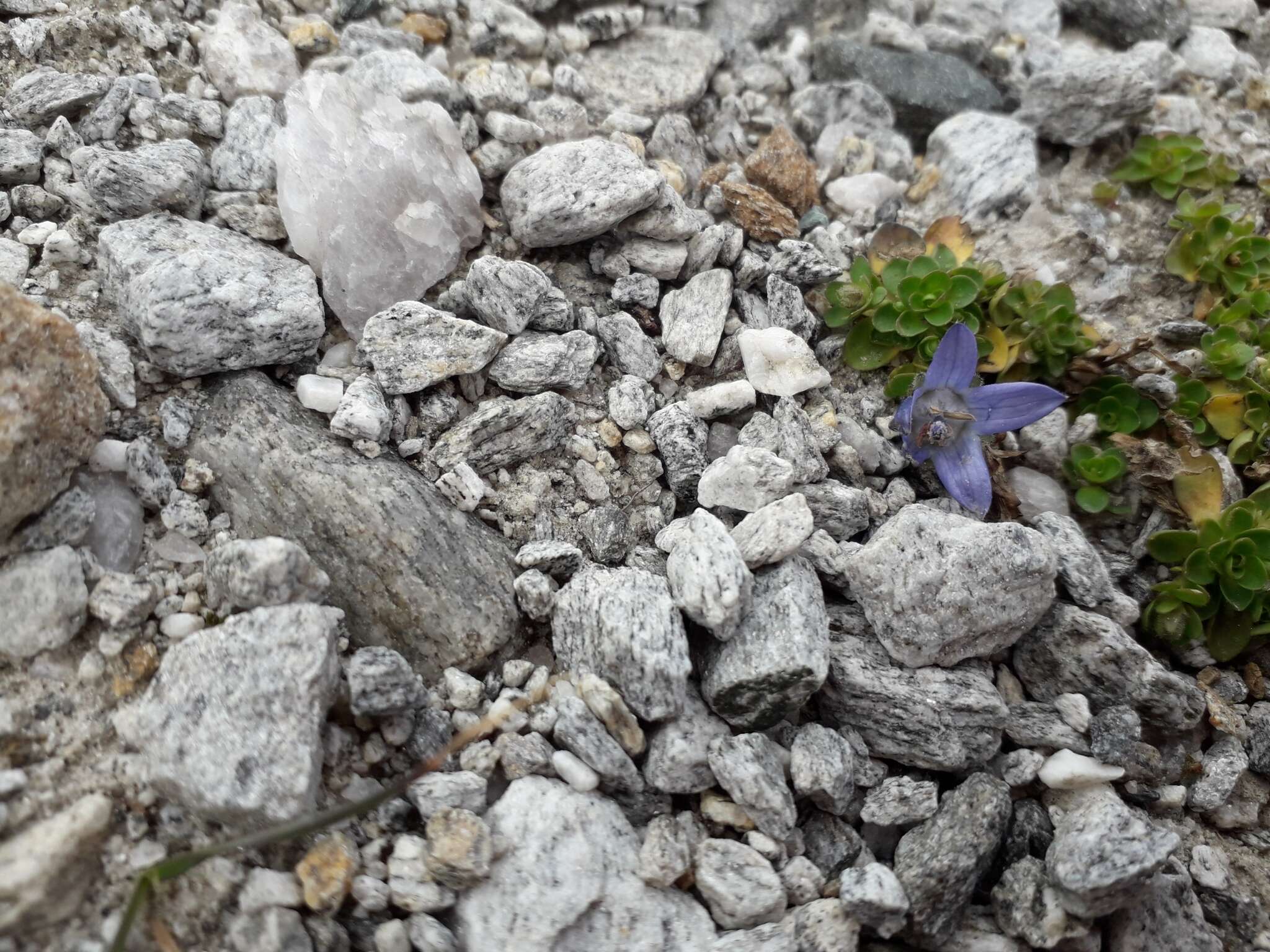 Image of Mount Cenis Bellflower