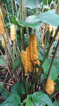 Image of rattlesnake plant