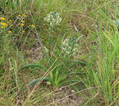 Image de Albuca longifolia Baker