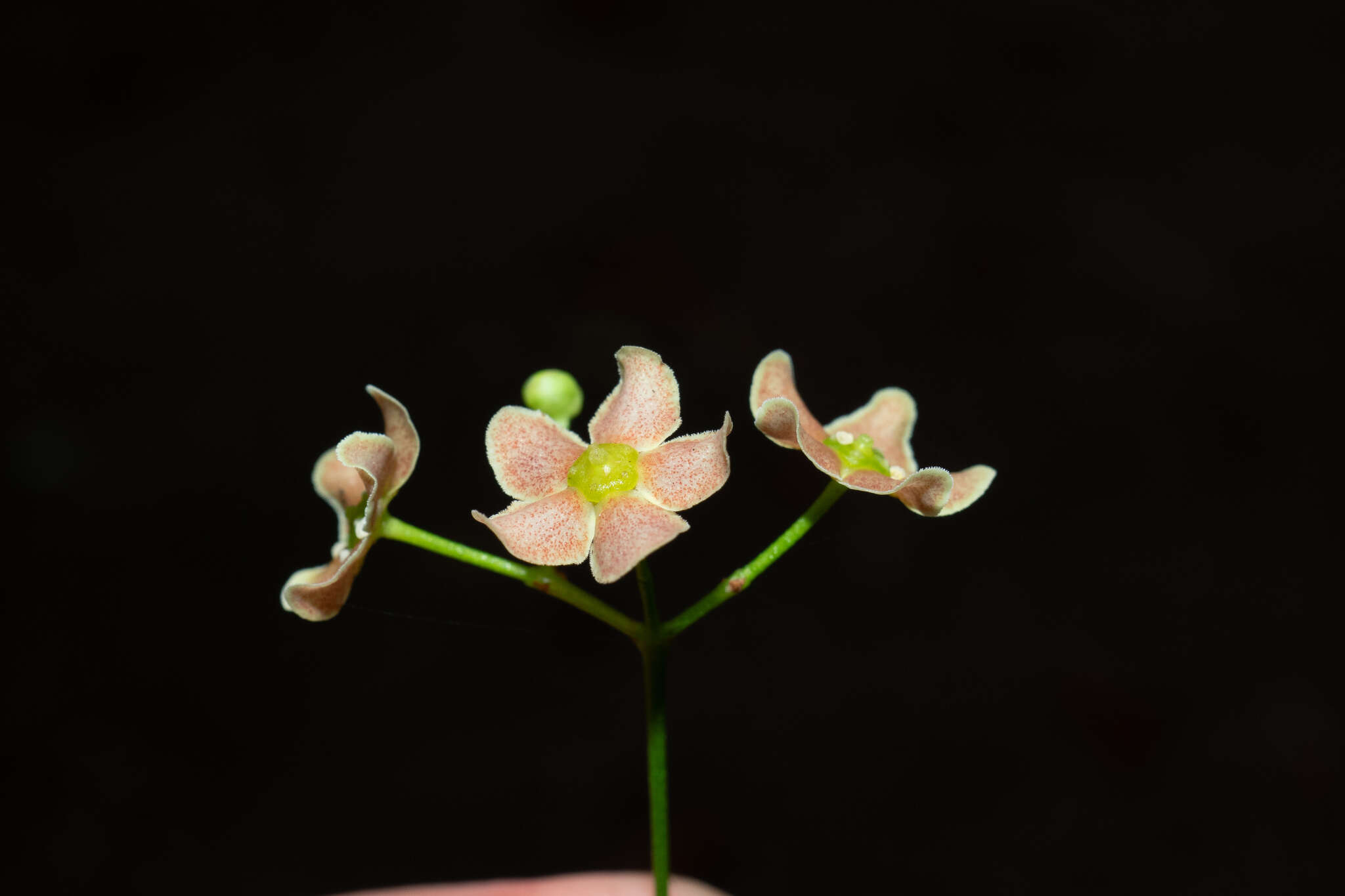 Imagem de Euonymus laxiflorus Champ. ex Benth.