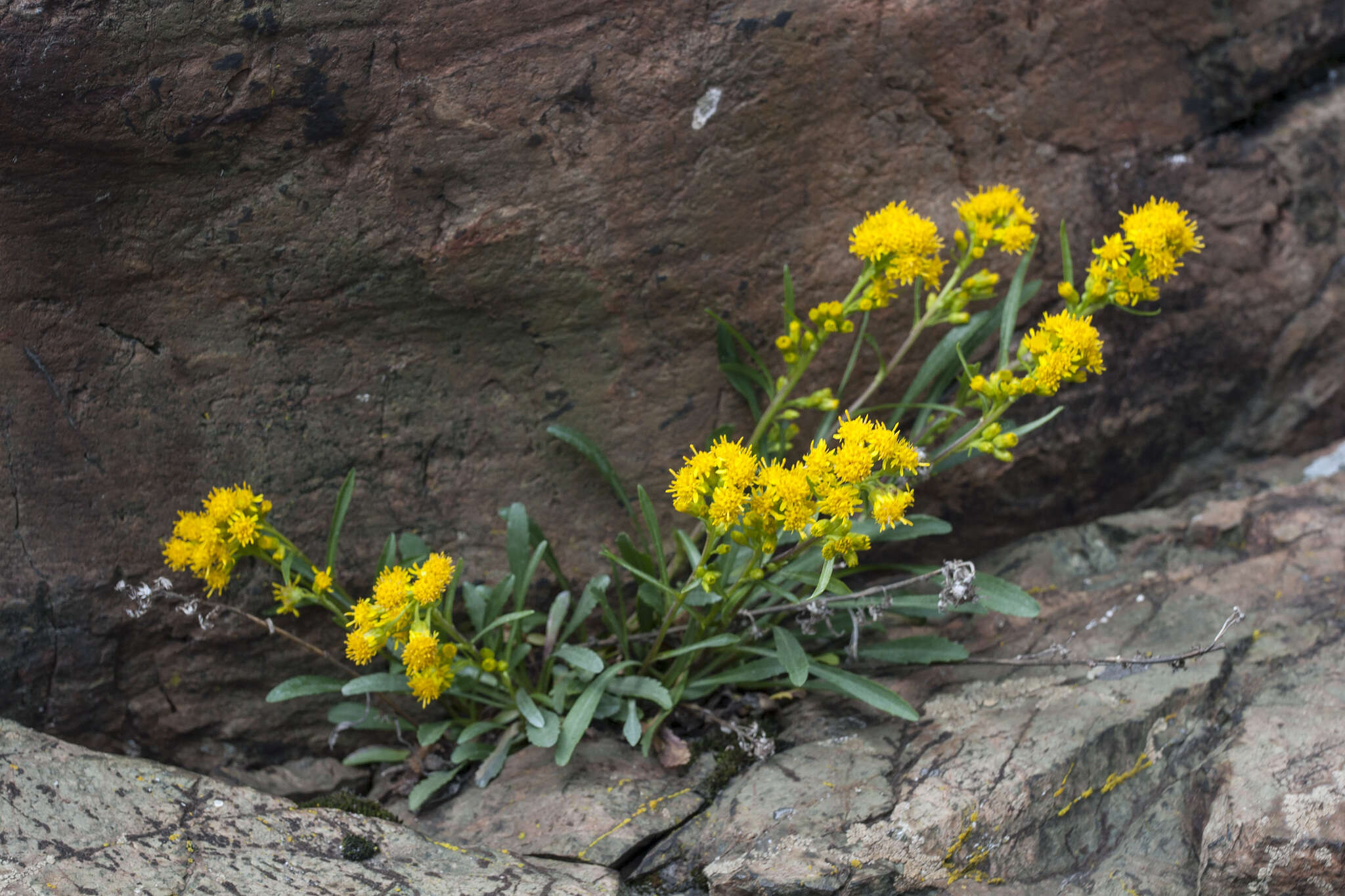 Image of Solidago simplex var. ontarioensis (Ringius) G. S. Ringius