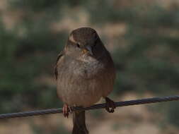 صورة Passer domesticus balearoibericus Jordans 1923