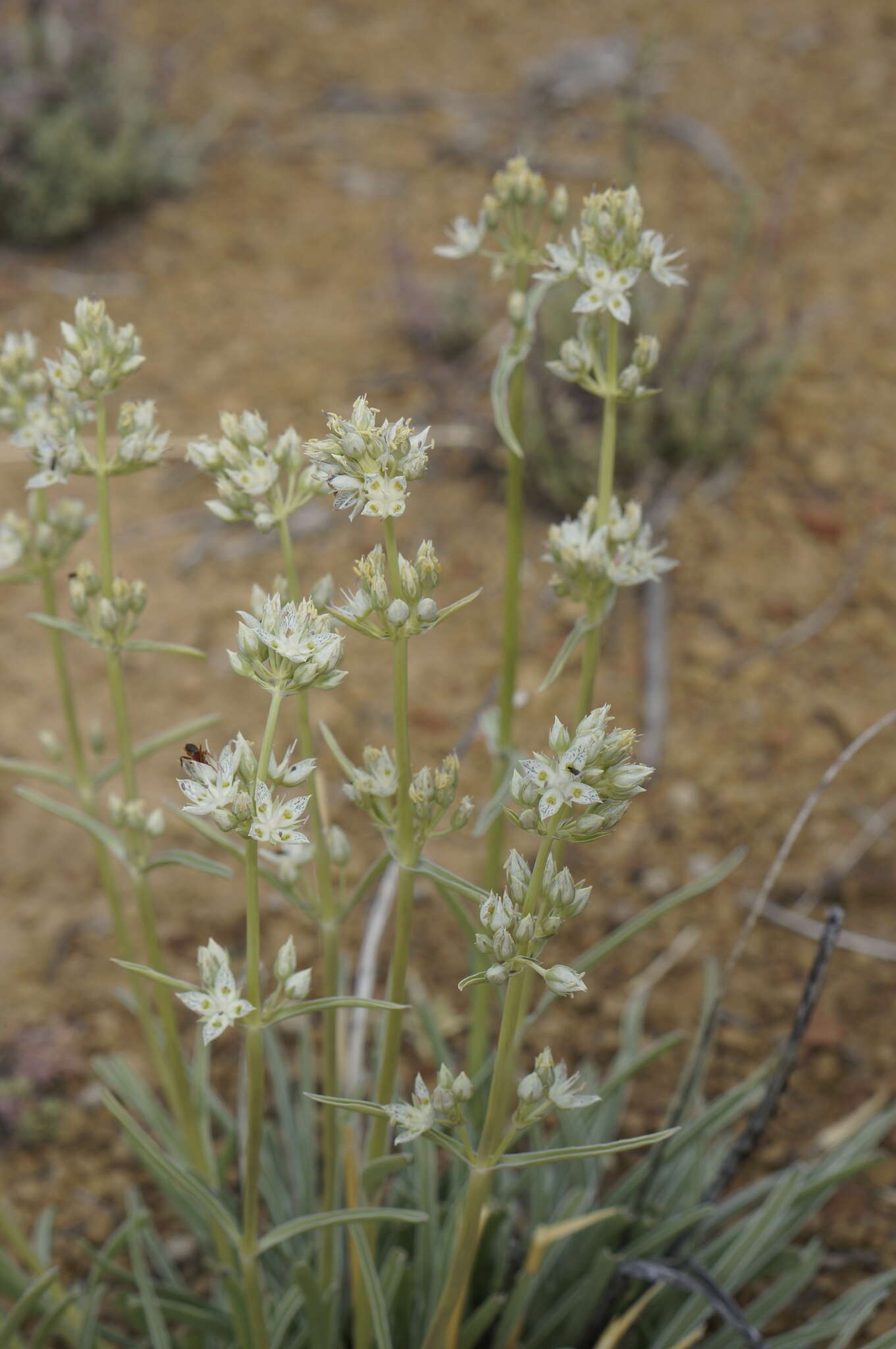 Image of pine green gentian