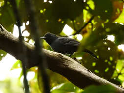 Image of Acre Antshrike