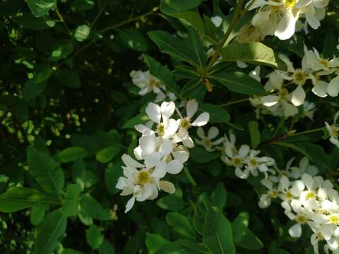 Imagem de Exochorda racemosa (Lindl.) Rehd.