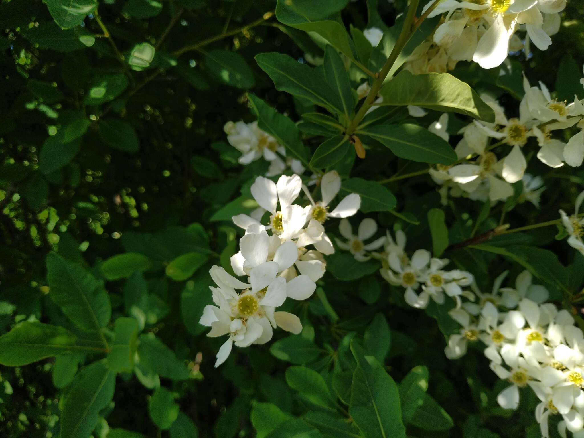 Plancia ëd Exochorda racemosa (Lindl.) Rehd.