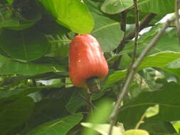 Image of cashew