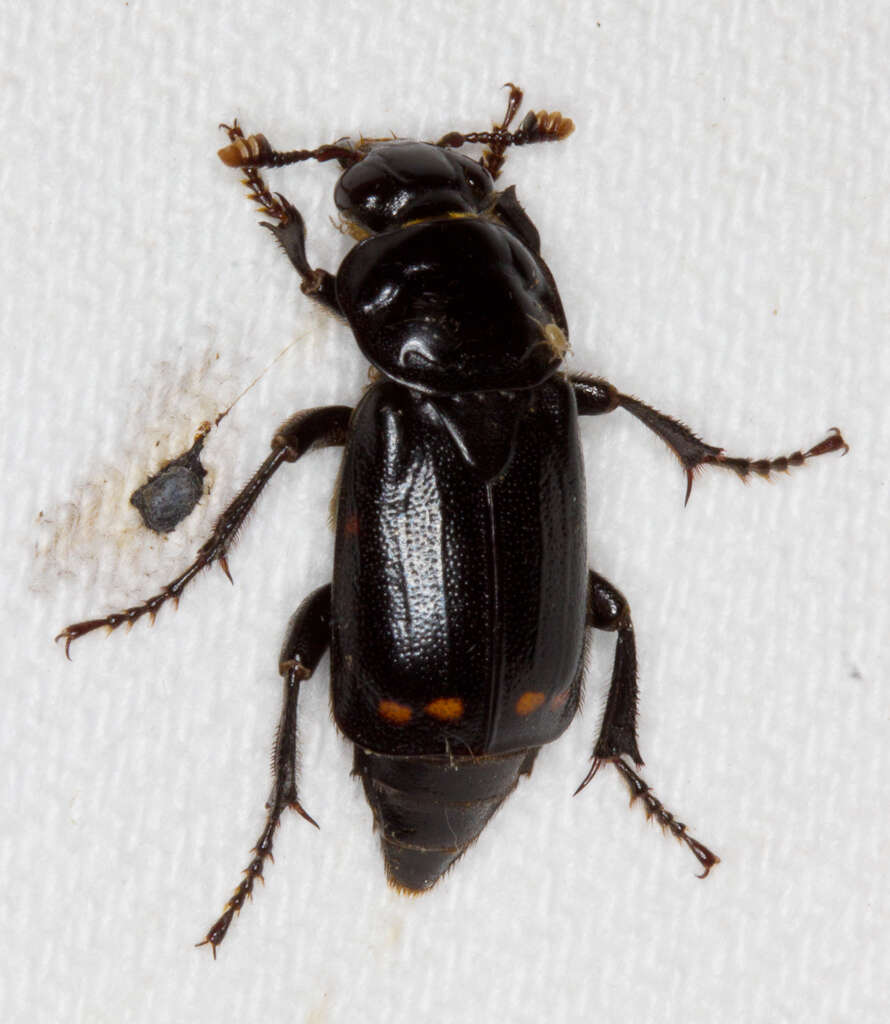 Imagem de Nicrophorus (Nicrophorus) pustulatus (Herschel 1807)