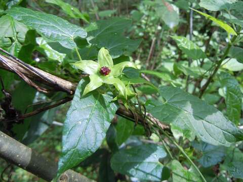 Image of Gonolobus uniflorus Kunth