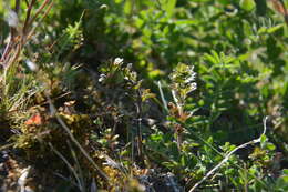 Image of Euphrasia wettsteinii G. L. Gusarova