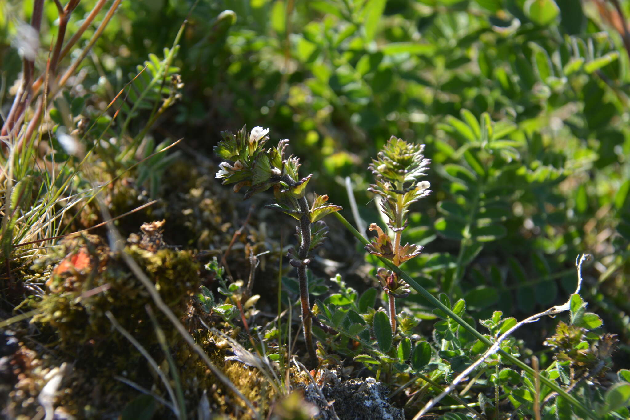 Image of Euphrasia wettsteinii G. L. Gusarova