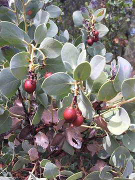 Imagem de Arctostaphylos glauca Lindl.