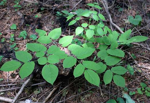 Image of American spikenard