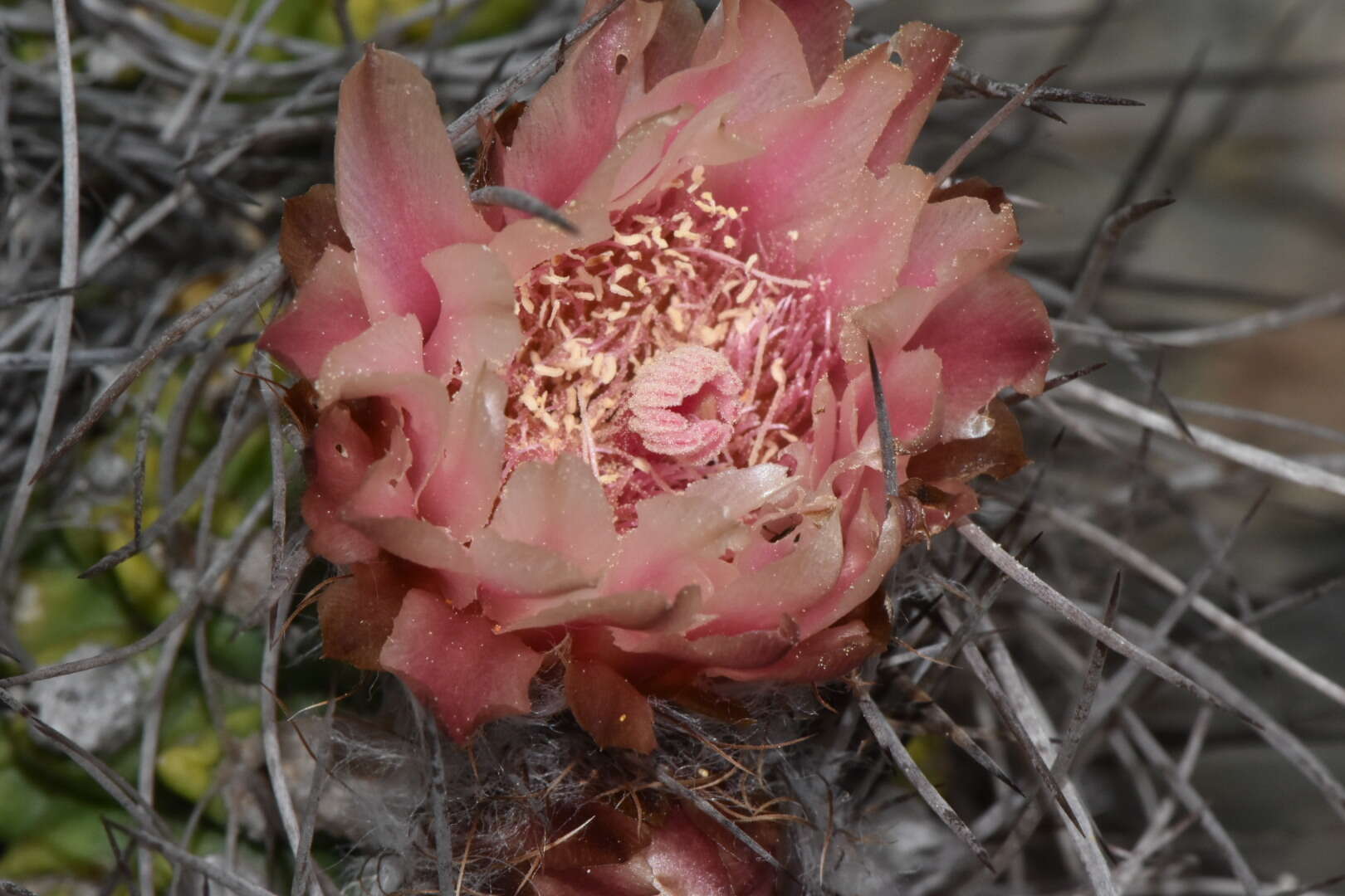 Image of Eriosyce paucicostata (F. Ritter) Ferryman